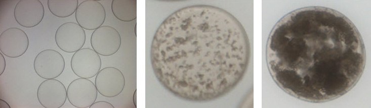 Cell-in-a-Box® encapsulation of cells