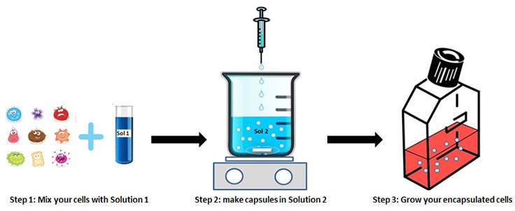 Cell encapsulation protocol
