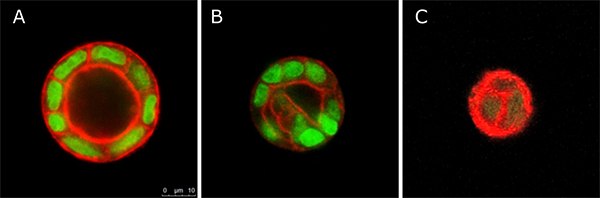 Merged, confocal images of cyst formed with MDCK cells after 15 days of culture in TrueGel3D™ FAST-PVA hydrogel modified with (A) 500 µmol/L of TrueGel3D™ RGD integrin adhesion peptide, (B) 500 µmol/L of scrambled RGD peptide and (C) 500 µmol/L of thioglycerol. Green: nuclei; Red: actin cytoskeleton. Scale bar: 200 µm; Magnification: 60X Merged, confocal images of cyst formed with MDCK cells after 15 days of culture in TrueGel3D™ FAST-PVA hydrogel modified with (A) 500 µmol/L of TrueGel3D™ RGD integrin adhesion peptide, (B) 500 µmol/L of scrambled RGD peptide and (C) 500 µmol/L of thioglycerol. Green: nuclei; Red: actin cytoskeleton. Scale bar: 200 µm; Magnification: 60X