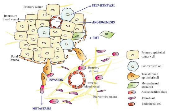 Epithelial tumor and surrounding environment