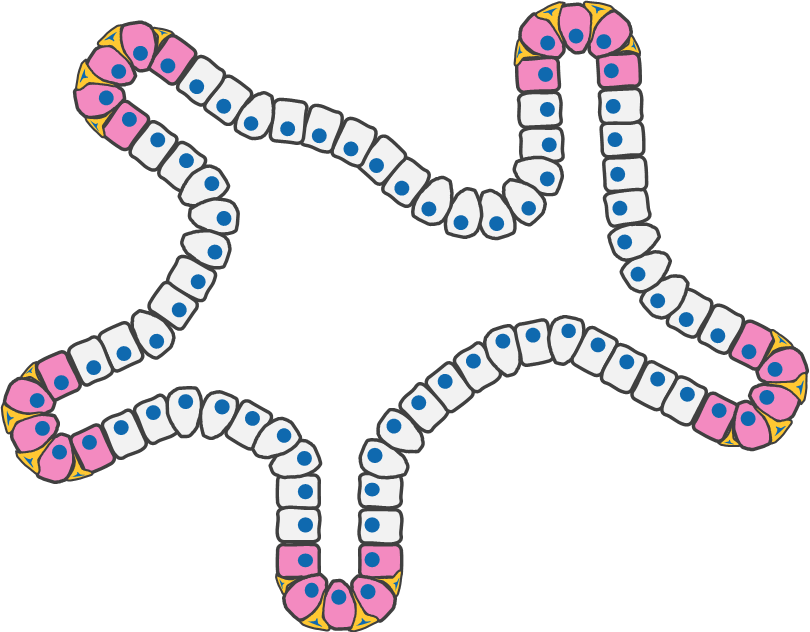 Cartoon depicting organoids