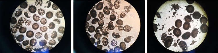 Time course of Cell-in-a-Box® decapsulation