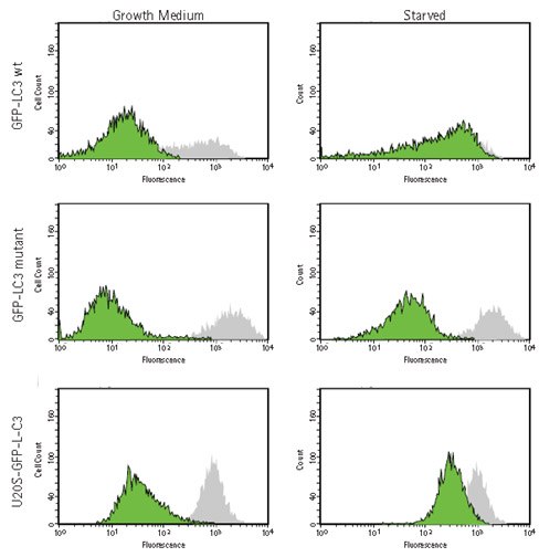 Analysis of GFP-LC3 localization in HUVEC by flow cytometry. HUVECs were lentivirally transduced with TagGFP2-LC3 wild-type (GFP-LC3 wt, top row) or TagGFP2-LC3G120A control mutant (GFP-LC3 mutant, center row). U2OS cells stably expressing TagGFP2-LC3 wild-type were also analyzed (U2OS-GFP-LC3, bottom row). Transduced cells were detached and either permeabilized to release free, cytosolic LC3 (green peaks) or left intact (gray peaks). After processing, the cells were analyzed by flow cytometry on a guava easyCyte™ 8HT instrument. Upon permeabilization, only TagGFP2-LC3 wild-type-expressing cells under starvation conditions display retention of the fusion protein, indicative of tight association of LC3 with autophagosomes. Analysis of GFP-LC3 localization in HUVEC by flow cytometry