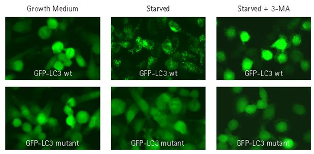 Autophagy inhibitor 3-MA prevents translocation of GFP-LC3. HT-1080 cells were lentivirally-transduced with TagGFP2-LC3 wild-type (GFP-LC3 wt) or TagGFP2-LC3G120A (GFP-LC3 mutant) at MOI of 20. Transduced cells were either left in growth medium, or starved in EBSS with lysosome inhibitor in the presence or absence of 3-methyladenine (3-MA). Cells were fixed, mounted, and imaged by wide-field fluorescence microscopy. Cells transduced with wild-type GFP-LC3 no longer exhibited cytoplasmic punctae under starvation conditions in the presence of 3-methyladenine. In addition, cells transduced with a negative control mutant GFP-LC3 maintained diffuse nuclear and cytosolic distribution under all conditions. Autophagy inhibitor 3-MA prevents translocation of GFP-LC3