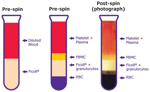 Diluted whole blood sample layering