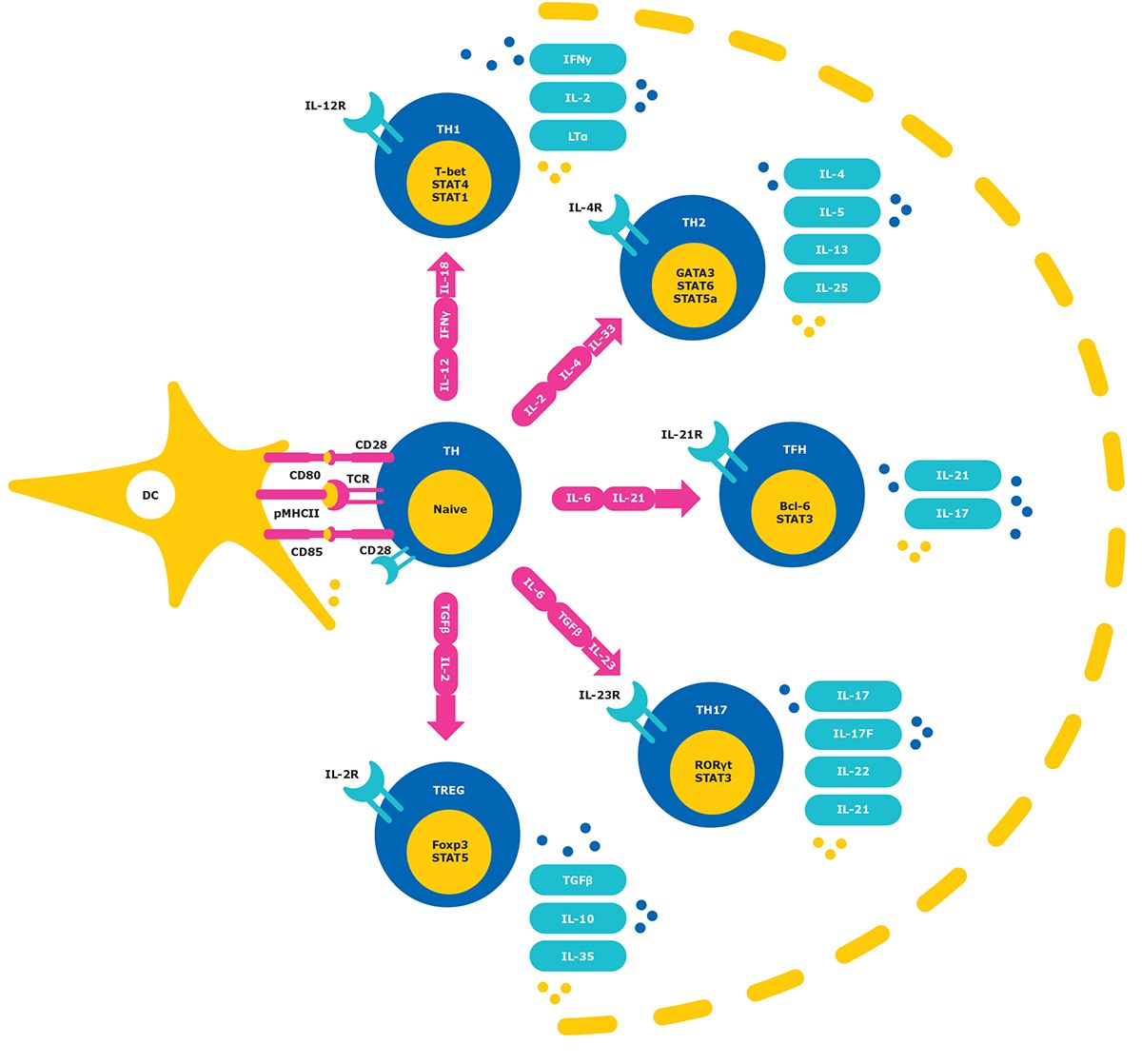 Effector CD4+ T cell lineage commitment