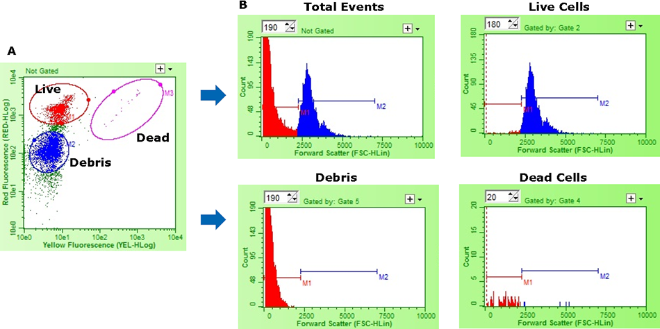 Representative flow cytometry data demonstrating size-based discrimination of live cells from dead and debris
