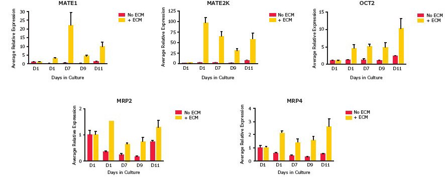 Enhanced gene expression in the presence of ECM overlay. Gene expression analysis by qRT-PCR showed increases of up to 20X for MATE1, 100X for MATE2K, 10X for OCT2, 1.5X for MRP2 and 3X for MRP4 transporters over the course of incubations up to 11 days.