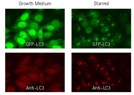 GFP-LC3 fluorescent signal (green) co-localizes with signal from fluorescent staining using LC3 antibody (red). HeLa cells were-transduced with TagGFP2-LC3, and 72 hrs later, either left in growth medium or starved for 4 hours in EBSS with a lysosomal inhibitor. Cells were subsequently fixed, immunostained, and imaged by wide-field microscopy. Starved, autophagic cells displayed punctate cytoplasmic LC3 distribution, in contrast to diffuse nuclear and cytoplasmic localization under fed conditions. Fluorescently tagged protein co-localized with staining obtained with anti-LC3 GFP-LC3 fluorescent signal (green) co-localizes with signal from fluorescent staining using LC3 antibody (red).