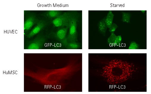 Lentiviral transduction enables analysis of autophagy in hard-to-transfect primary cell types. HUVEC and Human MSCs were lentivirally transduced at an MOI of 40 with TagGFP2-LC3 or TagRFP-LC3, and fed or starved as in Figure 2. Cells were then fixed and imaged by wide-field microscopy. The transduced fluorescent proteins displayed diffuse distribution in growth media and a punctate distribution following starvation-induced autophagy. Lentiviral transduction of HUVEC and Human MSCs