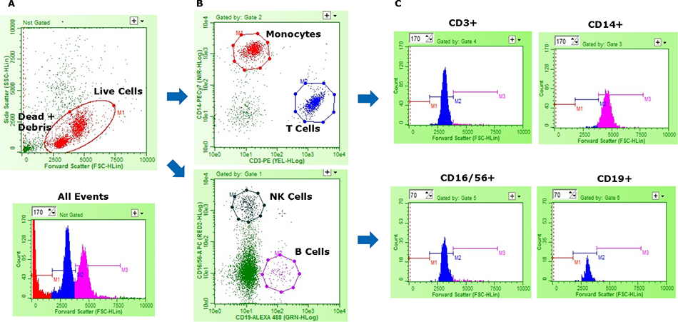 Representative data from multi-color flow cytometry analysis on human PBMCs. (A) 2D plot - Live cells (Red) are distinguished from debris/dead cells (Green) by forward vs. side scatter.