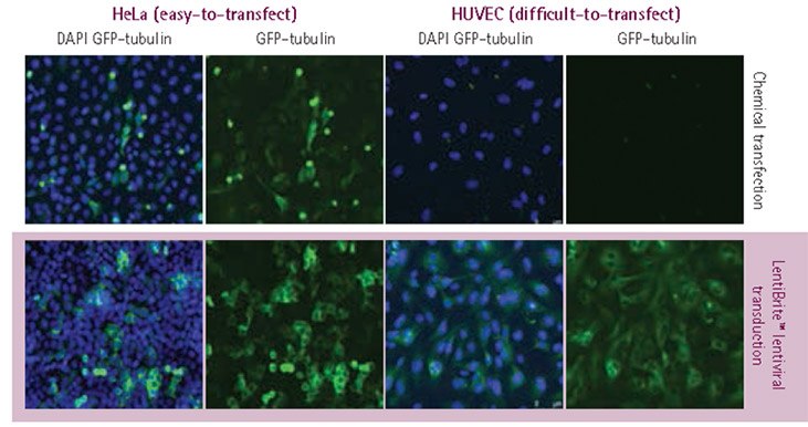 Plasmid vs. lentivirus transfection in easy- and difficult-to-transfect cell types. HeLa cells and HUVECs were transfected with a TagGFP2-tubulin-encoding construct, either utilizing plasmid DNA in conjunction with a lipid-based chemical transfection reagent, or using LentiBrite™ lentiviral particles. Images were obtained via wide-field fluorescent imaging with a 20X objective lens (blue = DAPI nuclear counterstain, green = GFP-tubulin). Lentiviral transduction resulted in higher transfection efficiency (particularly for HUVEC, for which plasmid transfection was unsuccessful) and GFP-tubulin signal of more uniform fluorescence intensity. Plasmid vs. lentivirus transfection in easy- and difficult-to-transfect cell types.