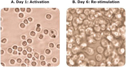 Microscopy images before and after T cell differentiation