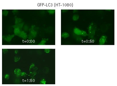 Live cell time-lapse imaging of lentivirally-transduced cells. HT-1080 cells were lentivirally transduced with TagGFP2-LC3, and imaged by oil-immersion wide-field microscopy in real-time. The cells were starved in the presence of a lysosome inhibitor, and imaging was immediately initiated, with images obtained every minute for 2 hours. Still-frame captures demonstrate formation of GFP-LC3-positive discrete cytoplasmic punctae. Live cell time-lapse imaging of lentivirally-transduced cells