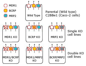 Transporter knockout(s) in each CompoZr® Transporter Knockout Cell Line. The total loss of MDR1, BCRP and/or MRP2 function in each respective cell line enables explicit identification of transporter/substrate interactions without the use of chemical inhibitors.
