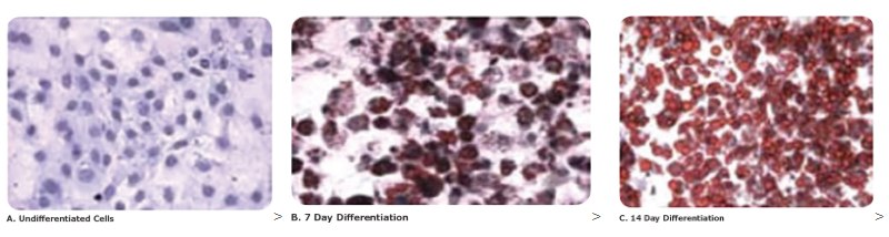 Oil Red O staining was used to measure the lipid content of adipocytes obtained from differentiated 3T3-L1 cells. 3T3-L1 cells and differentiated samples taken from the same critical time points (7 and 14 days) were stained with Oil Red O. Again, a gradual increase in lipid content between days 7 and 14 during adipogenesis correlated with the cell size measurements determined by the Scepter™ cell counter.
