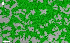 Brightfield imaging of Oli-neu oligodendrocytes on Millicell<sup>®</sup> DCI Digital Cell Imager at 10X magnification with mask