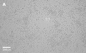 Brightfield imaging of J774A.1 cells on Millicell<sup>®</sup> DCI Digital Cell Imager at 10X magnification