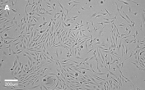 Brightfield imaging of MDCK cells on Millicell<sup>®</sup> DCI Digital Cell Imager at 10X magnification