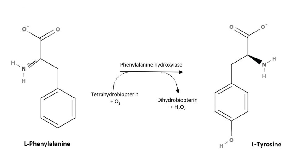 Biosynthesis of L-tyrosine in mammals Biosynthesis of L-tyrosine in mammals