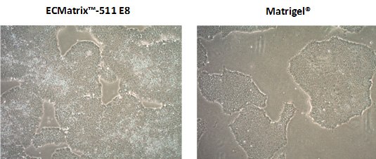 Human iPSCs grown on ECMatrix™-511 E8 Laminin Substrates demonstrate higher cell proliferation rates compared to Matrigel<sup>®</sup> basement membrane extract when passaged as single cells using Accutase<sup>®</sup>. ecmatrix-matrigel