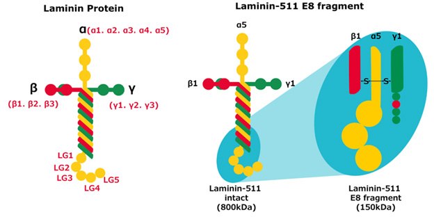 Structure of full length laminin protein, laminin-511 and laminin-511 E8 isoforms. laminin-protein