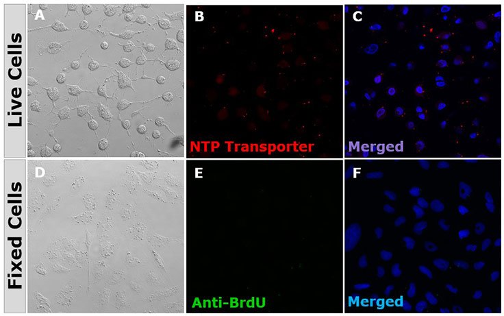 BioTracker NTP-Transporter does not label DNA in non-proliferating cells