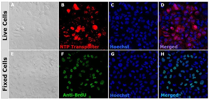 BioTracker NTP-Transporter labels live proliferating cells