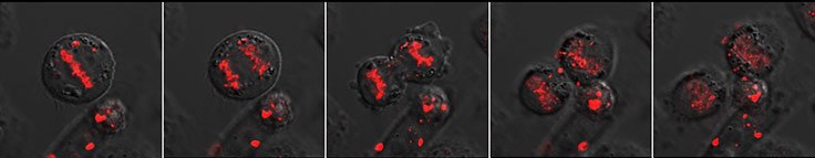 BioTracker NTP-Transporter labels mitotic cells