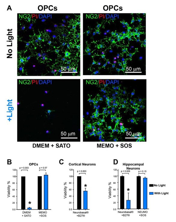 Enhanced live cell fluorescent imaging of oligodendrocyte progenitor cells (OPCs) (<b>A,B</b>), cortical neurons (<b>C</b>) and hippocampal neurons (<b>D</b>) when cultured in BrightCell™ photostable media (MEMO/SOS, NEUMO/SOS) vs standard conditions (DMEM/SATO, Neurobasal/B27). Prolonged exposure to blue light leads to higher cell viability of NG2+ OPCs, cortical and hippocampal neurons when cultured in BrightCell™ photostable media compared with traditional media. Enhanced live cell fluorescent imaging of oligodendrocyte progenitor cells
