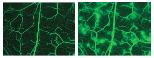 Images taken from cheek pouch after infusion of FITC-dextran 150. The second image shows the leakage of the microvasculature after subjection to histamine. (photo permission of E.Svensjö). Images taken from cheek pouch after infusion of FITC-dextran 150. The second image shows the leakage of the microvasculature after subjection to histamine. (photo permission of E.Svensjö).