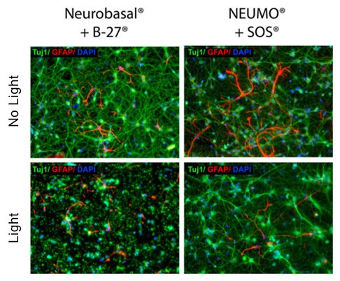 7-day old primary rat neuronal cells and astrocytes cultured in standard media (Neurobasal/B27) or BrightCell™ media (NEUMO/SOS) in dark or light conditions. Cells were stained with neuronal markers Tuj1, GFAP, and with DAPI after exposure to blue fluorescent light. Prolonged exposure to fluorescent light results in widespread cell death of both neurons and astrocytes with standard media whereas neuronal cells cultured in BrightCell™ media show no decrease in cell viability. Fluorescent live cell imaging of neurons and astrocytes