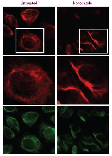 Fluorescent protein expression