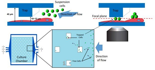 mammalian trap plates for live imaging during co-culturing