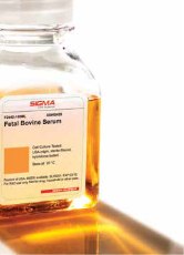 Fetal Bovine Serum
