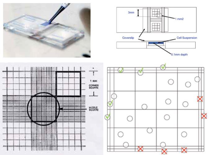 Counting cells using a hemocytometer and trypan blue