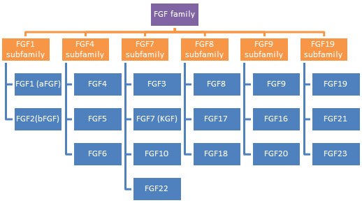 Members of FGF family control development and tissue repair Members of Fibroblast Growth Factor (FGF) family
