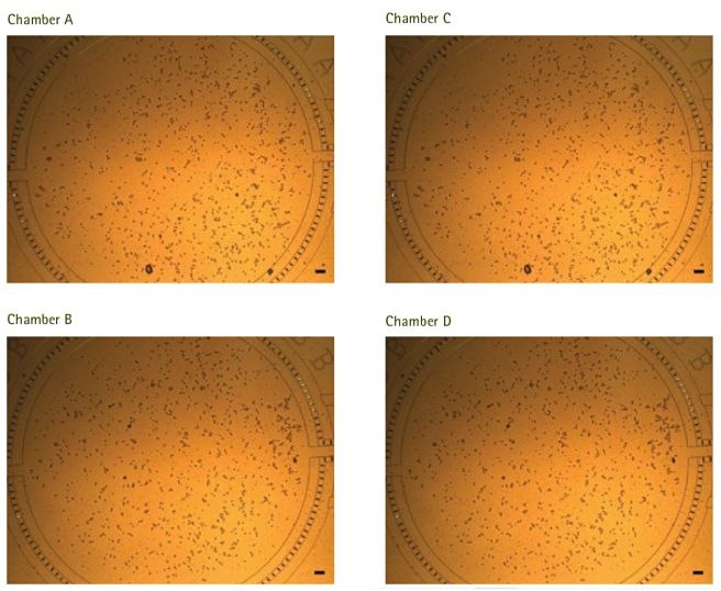Equal, even pressuredriven cell loading. All four cell chambers of a M04S plate were primed with 0.1% gelatin solution, via capillary action, prior to cell loading. Suspensions of MCF7 cells were prepared at 1.0 x 10 6 cells/mL (for chambers <strong>A</strong> and <strong>B</strong>) or at 2.0 x 10 6 cells/mL (for chambers <strong>C </strong>and <strong>D</strong>). Inlet well 6 was set to flow at 0.25 psi for 0.1 min (step 1 of the entire protocol as shown in <strong>Figure 2</strong>) for pressure-driven cell loading. Equal, even pressuredriven cell loading