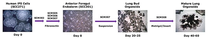 human-lung-organoid-differentiation-workflow