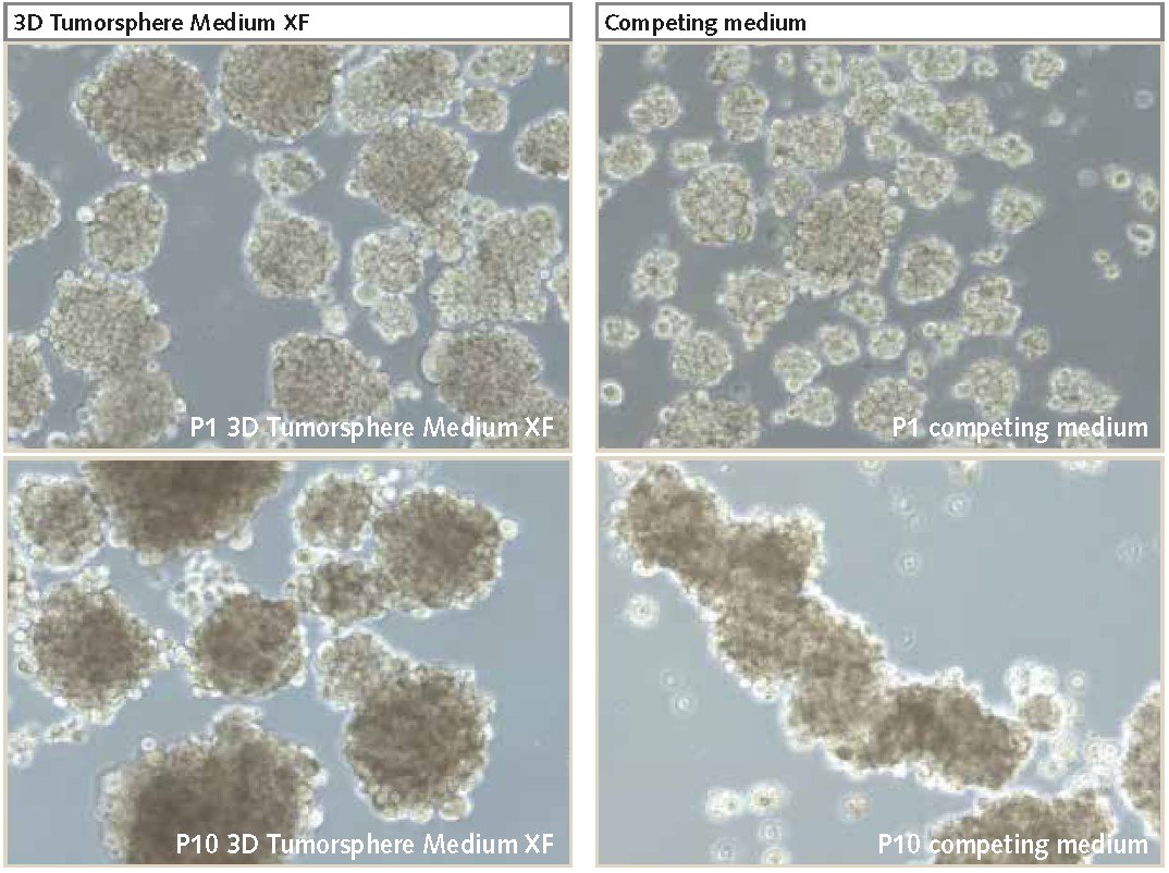 Neurospheres cultured in PromoCell’s 3D Tumorsphere Media XF produces higher proliferation rates and larger neurospheres over multiple passages (P10) compared to competitor products (100X magnification). U-87 MG cells cultured as 3D neurospheres