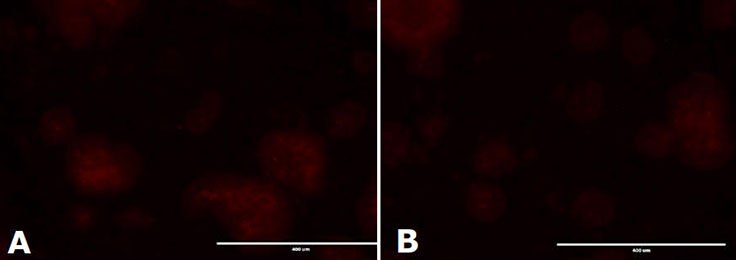 Alkaline Phosphatase staining of mESC colonies. mESC colonies were cultured on 0.1% gelatin coated solid bottom plastic plates with media filtered through PES-Stericup<sup>®</sup> Quick Release filters once (a) or 5 times (b). Colonies were fixed with 3.7% formaldehyde in PBS for 2 minutes. Napthol/Fast Red Violet solution was added to each well and incubated for 15 minutes before rinsing with TBST buffer. Alkaline Phosphatase staining of mESC colonies