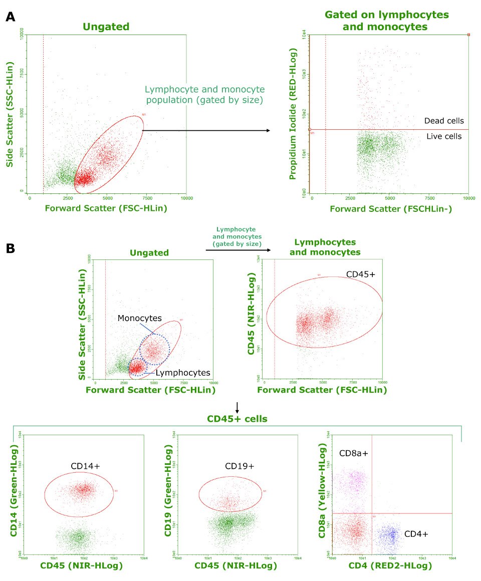 Characterization of cryopreserved PBMCs Characterization of cryopreserved PBMCs.