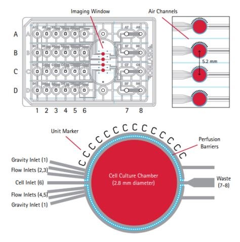 Microfluidic plate for mammalian cell culture. The plate contains four independent flow units (A-D), each with four upstream solution inlets, a gravity flow inlet, a cell inlet, and two waste wells. The culture chamber is surrounded with a microfabricated perfusion barrier. The inlet and outlet channels are 100 µm in width. The barriers are 40 µm tall and 60 µm thick; the spacing between the barriers is 4 µm. Microfluidic plate for mammalian cell culture