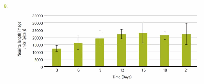 Neurite outgrowth in the microfluidics-cultured rat primary cortical neurons. Primary cortical neurons were seeded and cultured on the microfluidic plate for 21 days, and the medium was replenished every day until Day 5. After Day 5, the medium was replenished every 2 days. The phase contrast images were captured every 3 days under 200x magnifcation (A); Each image was then analyzed using CellProfler™ software, and the total length of the neurites in each image was measured and normalized to the seeding density of the cells in the image. Error bars represent standard deviation of the pixel counts across 5 tracked positions (B). Neurite outgrowth in the microfluidics-cultured rat primary cortical neurons