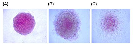 Alkaline Phosphatase staining of Mouse ES cells Alkaline Phosphatase staining of Mouse ES cells