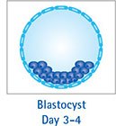Blastocyst Day 3-4 Blastocyst Day 3-4