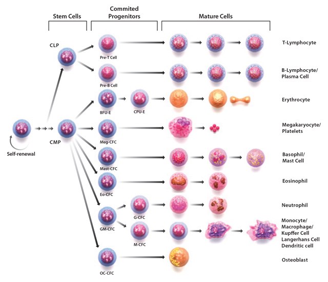 Through the process of hematopoiesis, all cellular blood components are derived from hematopoietic stem cells. Stages of hematopoiesis