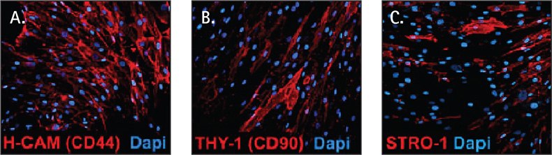 Human MSCs express H-CAM (CD44) (A), THY-1 (CD90) (B), and STRO-1 (C). Nuclei were visualized with DAPI (blue). Expression of hematopoietic stem cell markers CD19 and CD14 and endothelial marker CD146 were not observed (data not shown). Human mesenchymal stem cell markers
