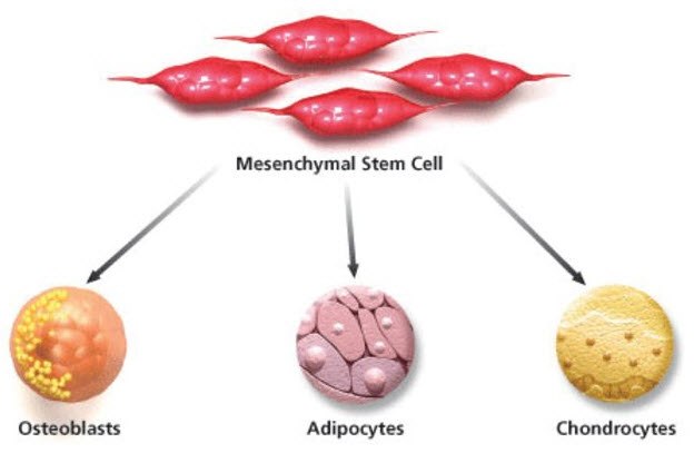 Trilineage differentiation of multipotent human mesenchymal stem cells (MSCs) includes differentiation into osteoblasts, adipocytes and chondrocytes. Mesenchymal stem cell overview
