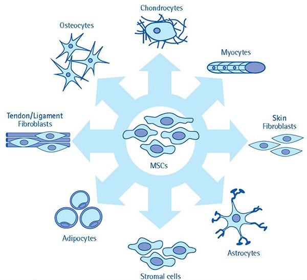The multi-lineage differentiation potential of mesenchymal stem cells. MSC cultures have the multi-lineage capacity to differentiate towards a variety of cell types. Given the ability of MSCs to give rise to a number of cell types, these cells are highly attractive models for investigation, especially in regenerative medicine applications. The multi-lineage differentiation potential of mesenchymal stem cells. MSC cultures have the multi-lineage capacity to differentiate towards a variety of cell types. Given the ability of MSCs to give rise to a number of cell types, these cells are highly attractive models for investigation, especially in regenerative medicine applications.